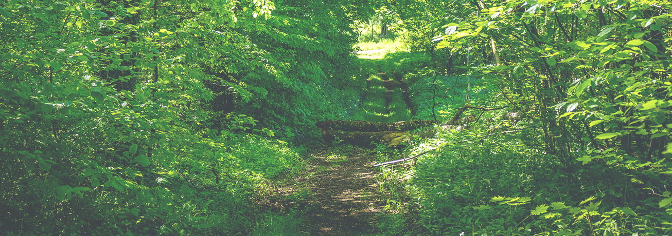 Shinrin-Yoku: Entspannung durch »Waldbaden«